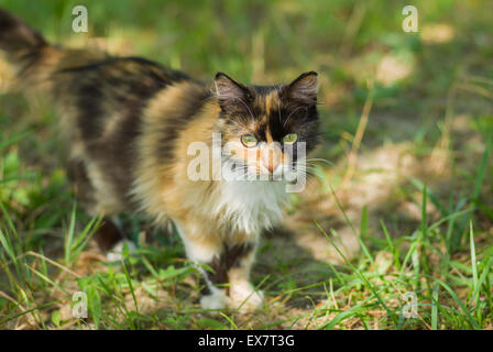 Tre gatti colorati in erba estiva Foto Stock