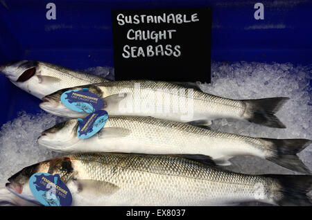 Linea sostenibile catturati spigola in blu il vassoio con ghiaccio Pembrokeshire Wales Foto Stock