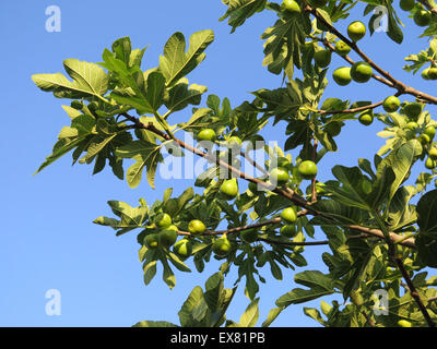 Fichi verdi su albero a Alora campagna, Andalusia Foto Stock