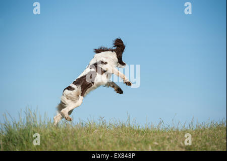 Springer Spaniel salta in aria Foto Stock