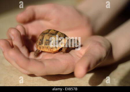 Sperone-thighed tartaruga (Testudo graeca terrestris) hatchling nel bambino le mani, Lycia, sud-ovest della Turchia Foto Stock