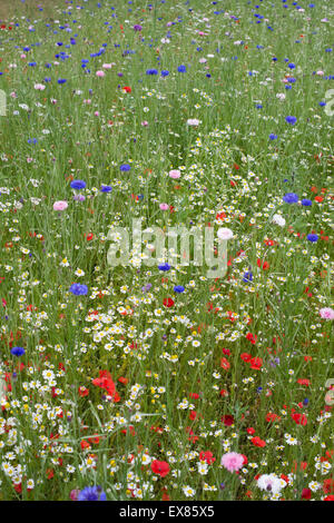 Fiori Selvatici. Annuale di fiori di prato compresi cornflowers, papaveri e falsi vescovi infestante Foto Stock