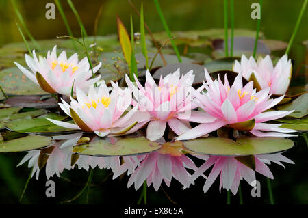 Pinky white water lilies (Nymphaea sp.) con riflesso nell'acqua, Nord Reno-Westfalia, Germania Foto Stock