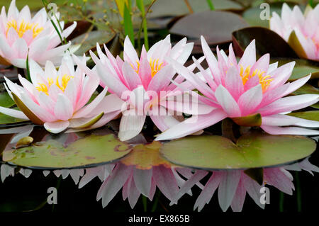 Pinky white water lilies (Nymphaea sp.) con riflesso nell'acqua, Nord Reno-Westfalia, Germania Foto Stock