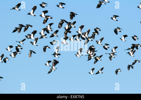 Gregge Northern Lapwing (Vanellus vanellus), riserva naturale di Elmley, Isola di Sheppey, Kent, Inghilterra, gennaio Foto Stock