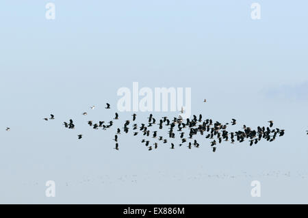 Northern Lapwing (Vanellus vanellus) che si affollano per sfuggire al raptor, Elmley Nature Reserve, Isle of Sheppey, Kent, Inghilterra Foto Stock