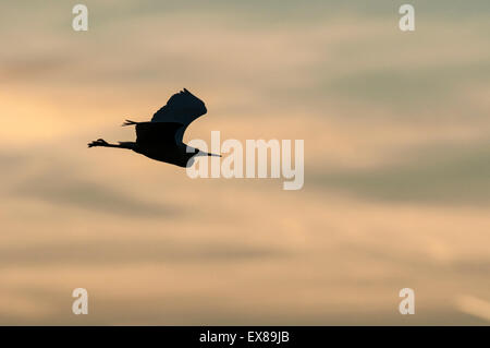Garzetta (Egretta garzetta), adulto in volo a sunrise, North Kent paludi, Isle of Sheppey, Kent, Inghilterra, può Foto Stock