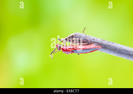 Un maggiolino su un ramo in close up Foto Stock