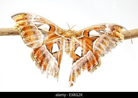 Su un ramo di un albero, vi è un Attacus atlas Foto Stock