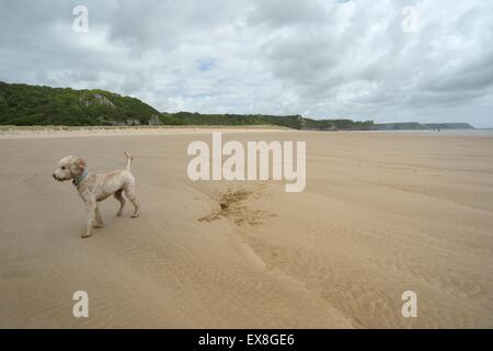 Labradoodle puppy in posa sulla grande spiaggia di sabbia Foto Stock