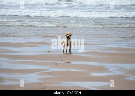 Wet Labradoodle cucciolo in piedi con la palla nella parte anteriore di mare Foto Stock