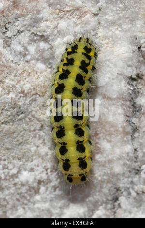 Sei-spot Burnett falena Zygaena filipendulae caterpillar Foto Stock