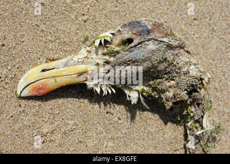 Dead Herring Gull Larus argentatus testa Foto Stock