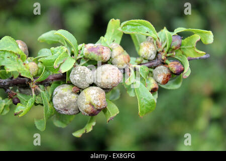 Galli Il pruno selvatico Prunus spinosa boccole chiamato "pocket prugne " causata dal fungo Taphrina pruni Foto Stock