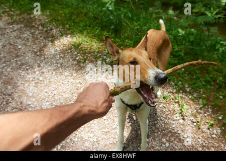 Cane holding e giocare con un bastone nella sua bocca, close-up, outdoor in foresta, masticare, bitting, Smooth Collie Foto Stock