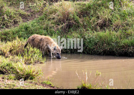 Spotted Hyena bere e rinfrescarsi waterhole, Kenya, Africa Foto Stock