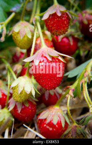 Le fragole su un arbusto Foto Stock