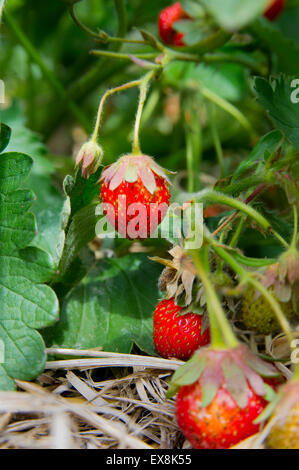 Fragole mature su un arbusto Foto Stock