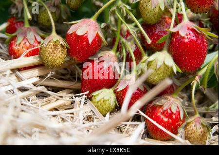 Fragole nel settore posa sulla terra Foto Stock
