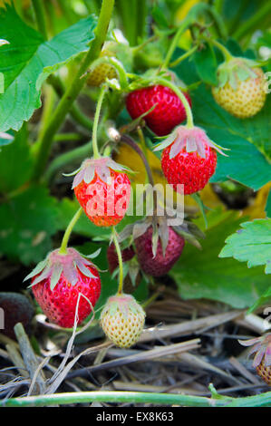 Mazzetto di mature e frutti immaturi fragole appeso sul ramo Foto Stock