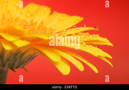 Bel colore giallo fiore di gerbera su sfondo rosso Foto Stock