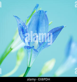 Brodiaea fresco fiore, cluster-lily, su sfondo blu Foto Stock