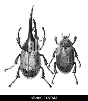 La Hercules beetle (Dynastes hercules) è il più famoso e il più grande del rinoceronte coleotteri. Maschio (sinistra) e femmina. En Foto Stock