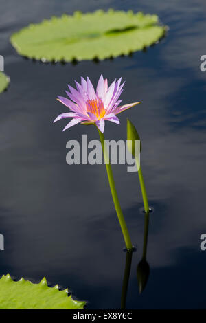 Nymphaea pubescens. Rosa Ninfee Foto Stock