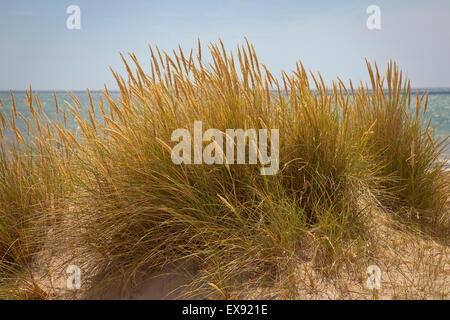 Erbe al vento nelle dune di sabbia su la costa del Dorset in Hengisbury vicino a Christchurch Foto Stock