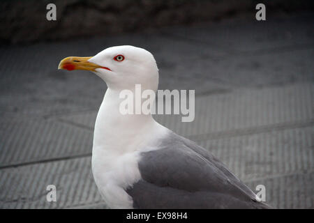 Seagull close up Foto Stock