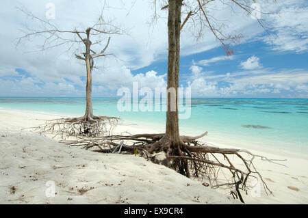 Due alberi sulle radici sono sulle rive sabbiose dell'Oceano Indiano, Denis Island, Oceano Indiano, Seicelle Foto Stock