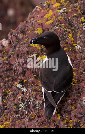 Un Razorbill si siede sul bordo di una scogliera colonia di allevamento su Skokholm Island Foto Stock