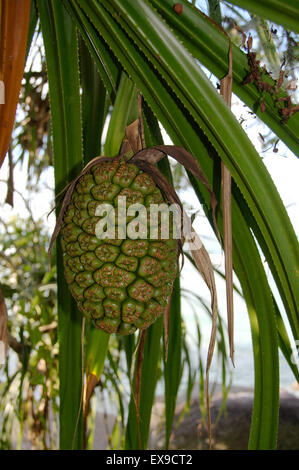 La frutta tropicale sull'albero, Isola di Mahe, Seicelle Foto Stock