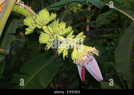 Infiorescenza di banana, parzialmente aperta e giovani frutti, banane (Musa sp.), Isola di Mahe, Seychelles, Africa Foto Stock