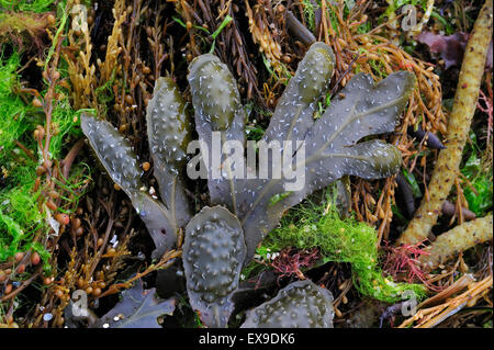 Spirale wrack / Piatto / wrack wrack ritorto (Fucus spiralis) lavato sulla spiaggia Foto Stock