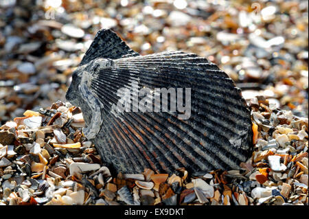 Scaloppina al variegato (Chlamys varia / Mimachlamys varia) guscio lavato sulla spiaggia Foto Stock