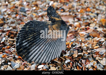 Scaloppina al variegato (Chlamys varia / Mimachlamys varia) guscio lavato sulla spiaggia Foto Stock