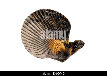 Scaloppina al variegato (Chlamys varia / Mimachlamys varia) shell su sfondo bianco Foto Stock