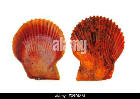 Due rossi smerlo variegato (Chlamys varia / Mimachlamys varia) gusci su sfondo bianco Foto Stock