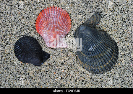 Scaloppina al variegato (Chlamys varia / Mimachlamys varia) gusci lavati in spiaggia Foto Stock