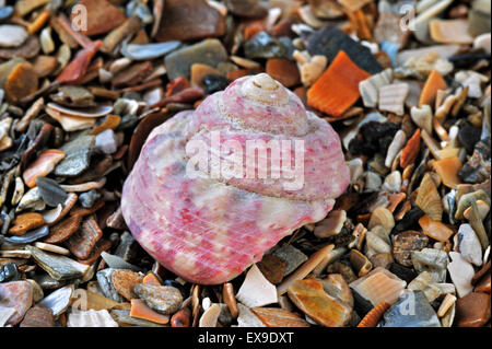 Dipinto di guscio superiore / Turbante guscio superiore (Gibbula magus) lumaca di mare sulla spiaggia Foto Stock