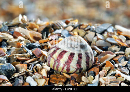 Flat Top shell (Gibbula umbilicalis) lumaca di mare sulla spiaggia Foto Stock