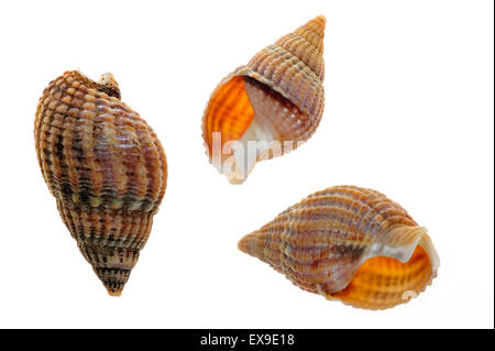 Cane reticolare Buccino (Nassarius reticulatus / Hinia reticulata) gusci su sfondo bianco Foto Stock