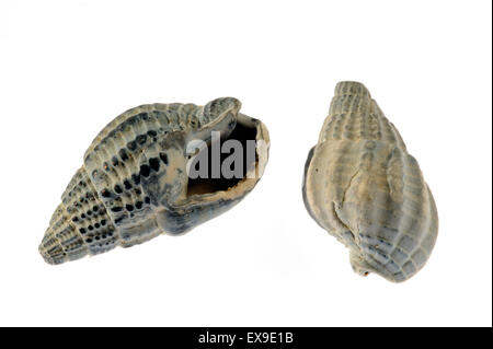 Cane reticolare Buccino (Nassarius reticulatus / Hinia reticulata) fossili su sfondo bianco Foto Stock