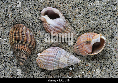 Cane reticolare Buccino (Nassarius reticulatus / Hinia reticulata) conchiglie sulla spiaggia Foto Stock