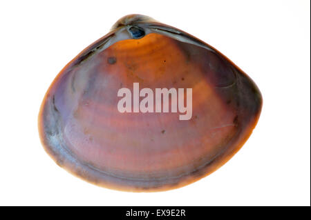 Radiati trogolo shell (Mactra stultorum cinerea / Mactra corallina cinerea) su sfondo bianco Foto Stock