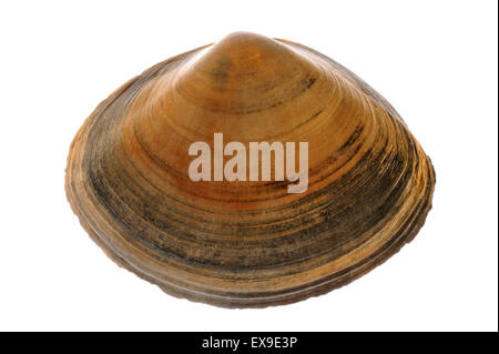 Radiati trogolo shell (Mactra stultorum cinerea / Mactra corallina cinerea) su sfondo bianco Foto Stock