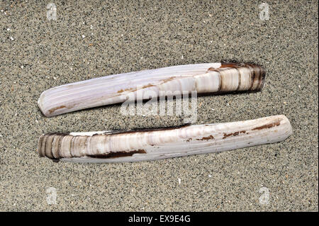 Guscio di rasoio / vongola rasoio / pesci rasoio / Rasoio di Spada (Ensis arcuatus) sulla spiaggia lungo la costa del Mare del Nord Foto Stock