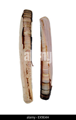 Guscio di rasoio / vongola rasoio / pesci rasoio / Rasoio di Spada (Ensis arcuatus) gusci su sfondo bianco Foto Stock