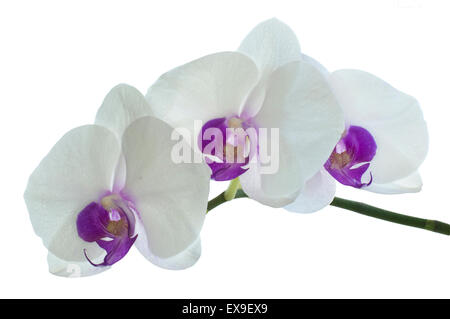 Blooming Orchidea Ramo isolato su uno sfondo bianco Foto Stock